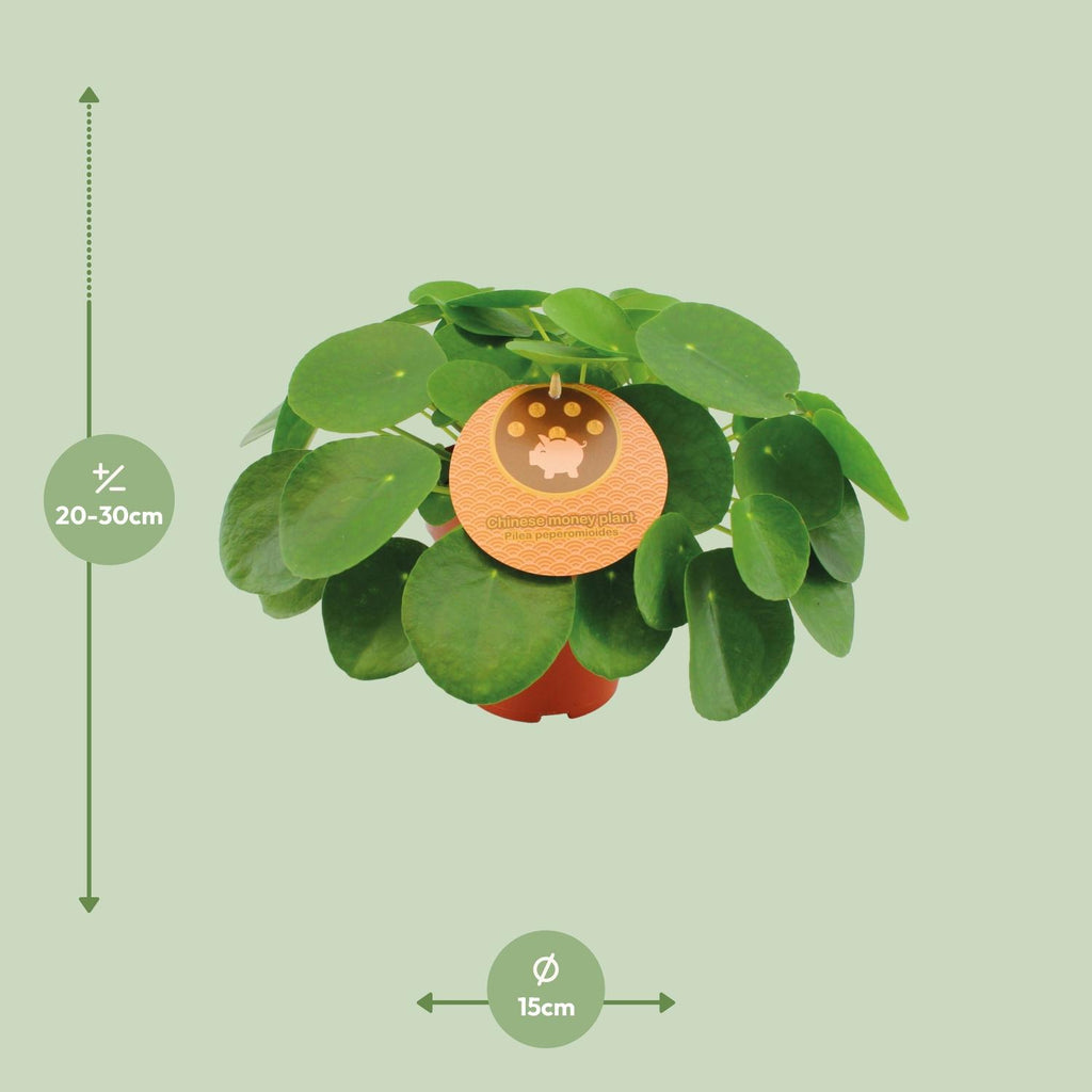 Pilea peperomioides (pannenkoekplant) – Ø15 cm, 30 cm hoog