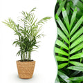 Palmier doré (Dypsis) avec panier – Ø12 cm, 15 cm de haut