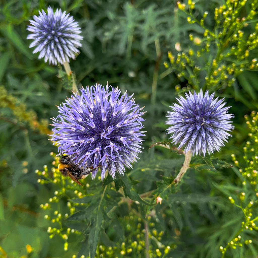 Echinops ritro (chardon à boule) – 6 plantes, Ø9 cm, 10–25 cm de haut – photo 8