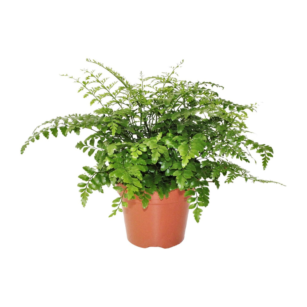 Asplenium Parvati (vogelnestvaren) – Ø17 cm, 30 cm hoog
