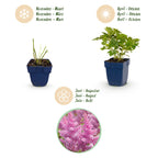 Astilbe chin. 'Pumila' (astilbe) – violet – Ø11 cm, 15–25 cm de haut