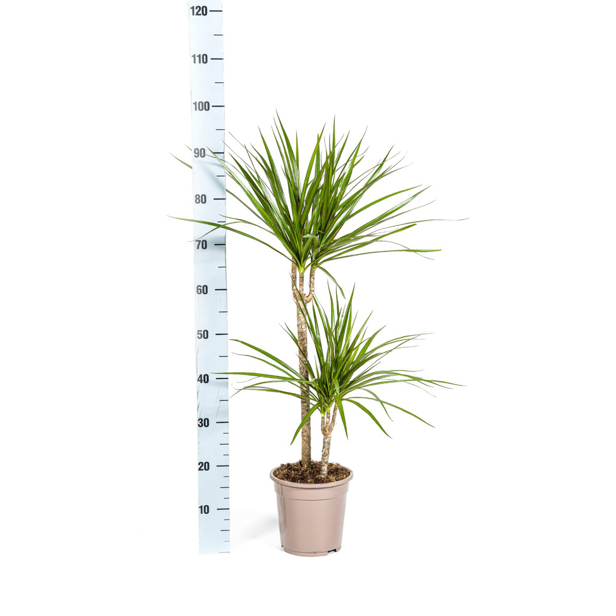 Dracaena marginata Green (drakenboom) – Ø19 cm, 70–90 cm hoog