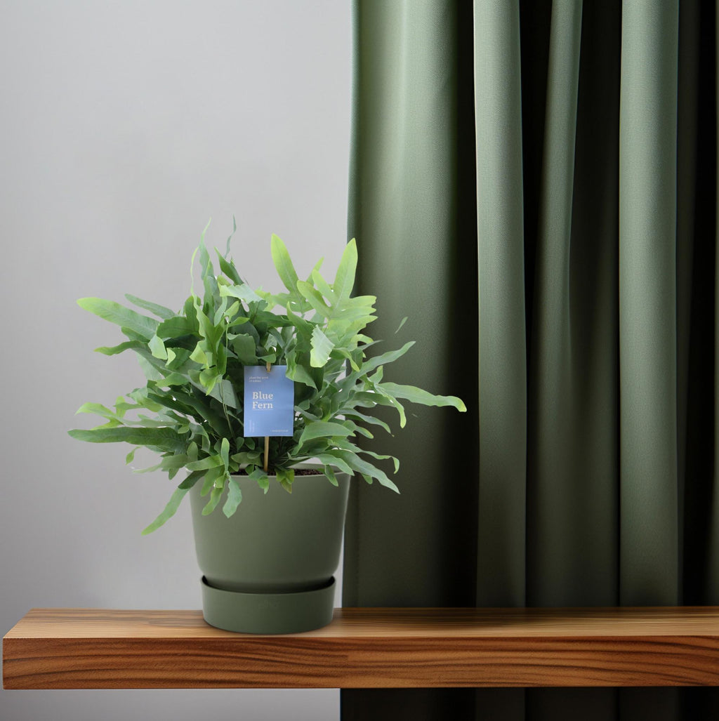 Phlebodium Blue Fern (blåbreg) – Ø14 cm, 40 cm høj