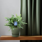 Phlebodium Blue Fern (blåbreg) – Ø14 cm, 40 cm høj