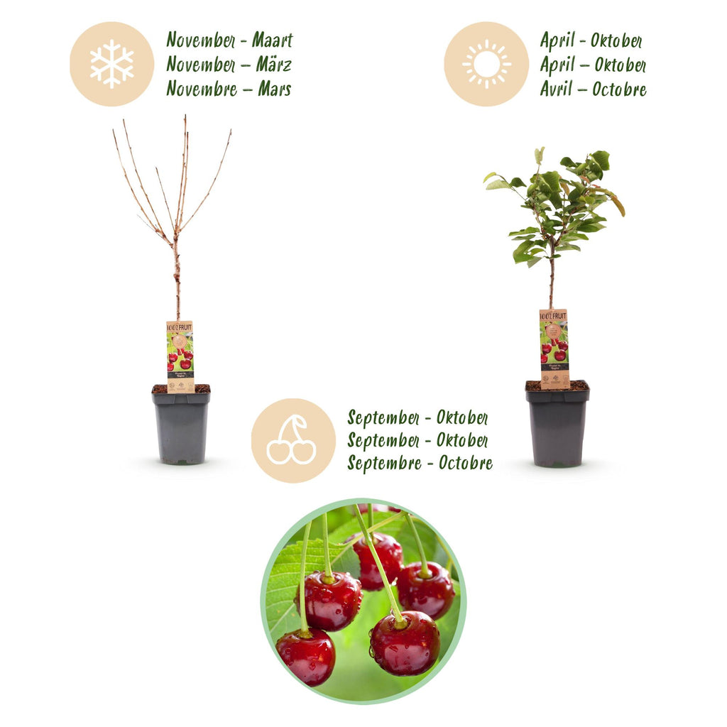 Prunus avium 'Regina' (Kirschbaum) – Ø 21 cm, 90 cm hoch – Bild 4