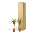 2× Dracaena (Drachenbaum) – Ø14 cm