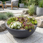 Sempervivum 'Big Sam' (joubarbe) – 12 plantes, Ø7 cm, 10–12 cm de haut