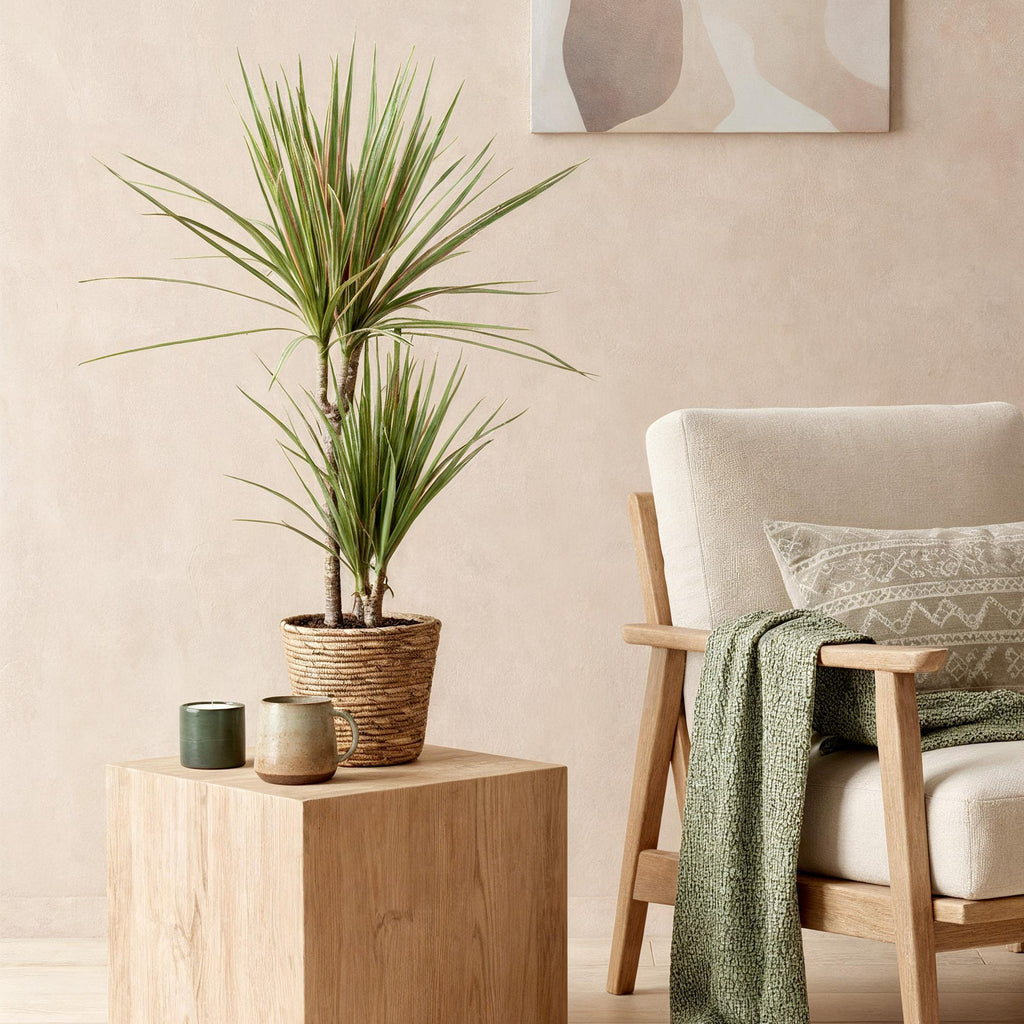Dracaena marginata Bicolor (arbre au dragon) avec panier – Ø17 cm, 70–75 cm de haut