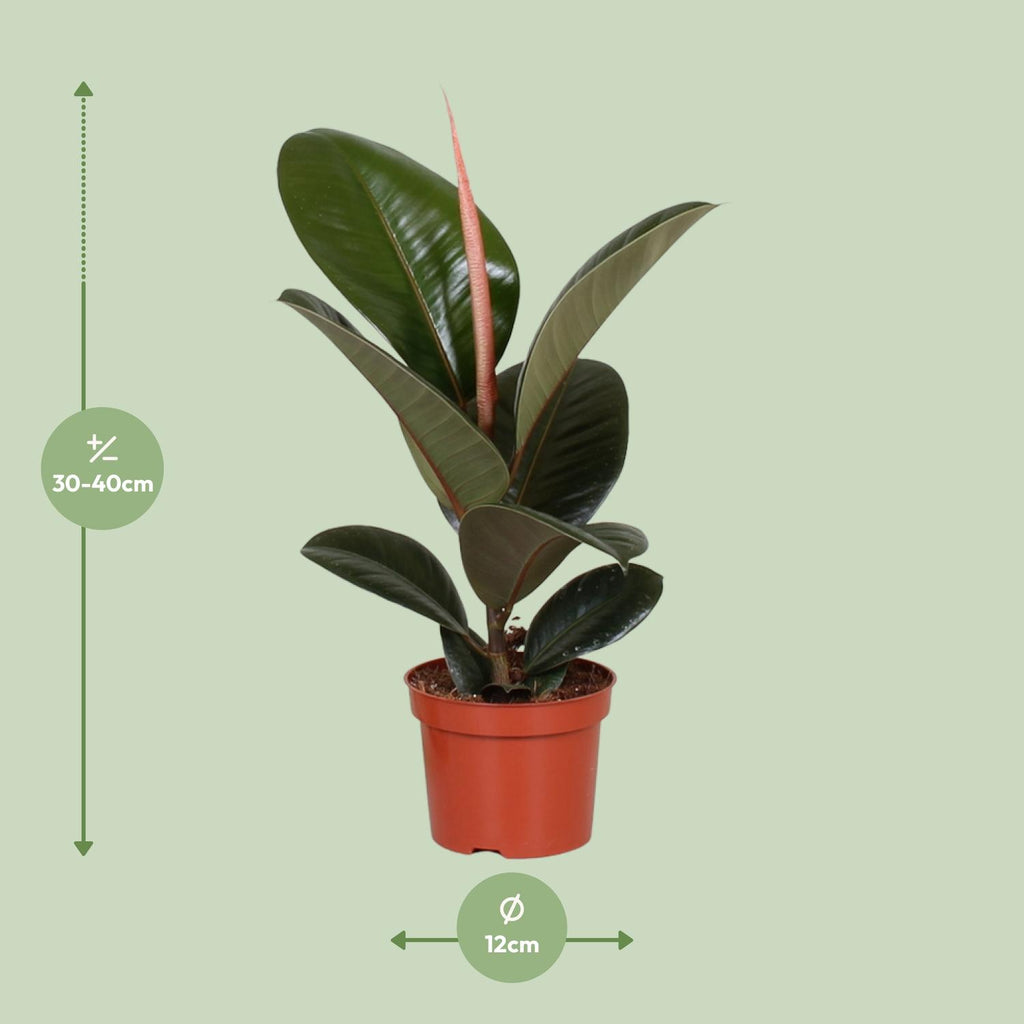 Ficus elastica Robusta (gummitræ) – Ø12 cm, 35 cm høj