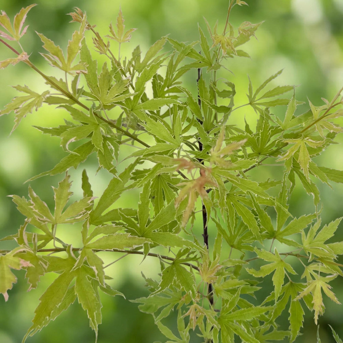 Acer palmatum 'Methamorphosa' (Japanse esdoorn) – 2 planten, Ø19 cm, 70 cm hoog