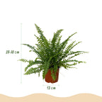 4× Nephrolepis exaltata Green Lady (sværdbregne) i hvid Potter-pottedødskasse – Ø12 cm, 25 cm høj