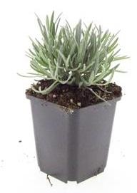 Lavandula int. 'Edelweiss' (lavendel) – 24 planten, Ø9 cm, 10–25 cm hoog