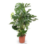Monstera deliciosa XXL (Fensterblatt) – Ø27 cm, 140 cm hoch