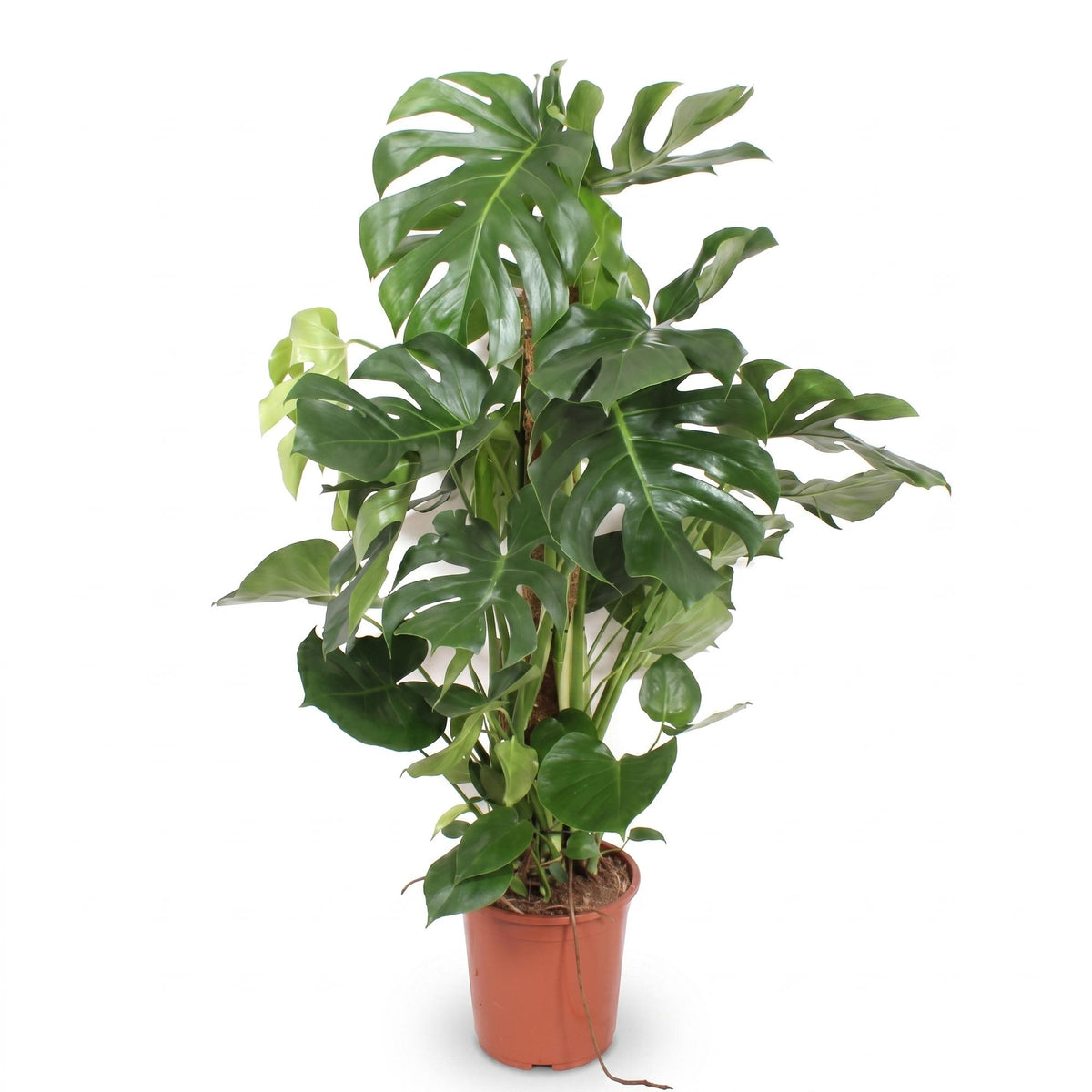 Monstera deliciosa XXL (Fensterblatt) – Ø27 cm, 140 cm hoch