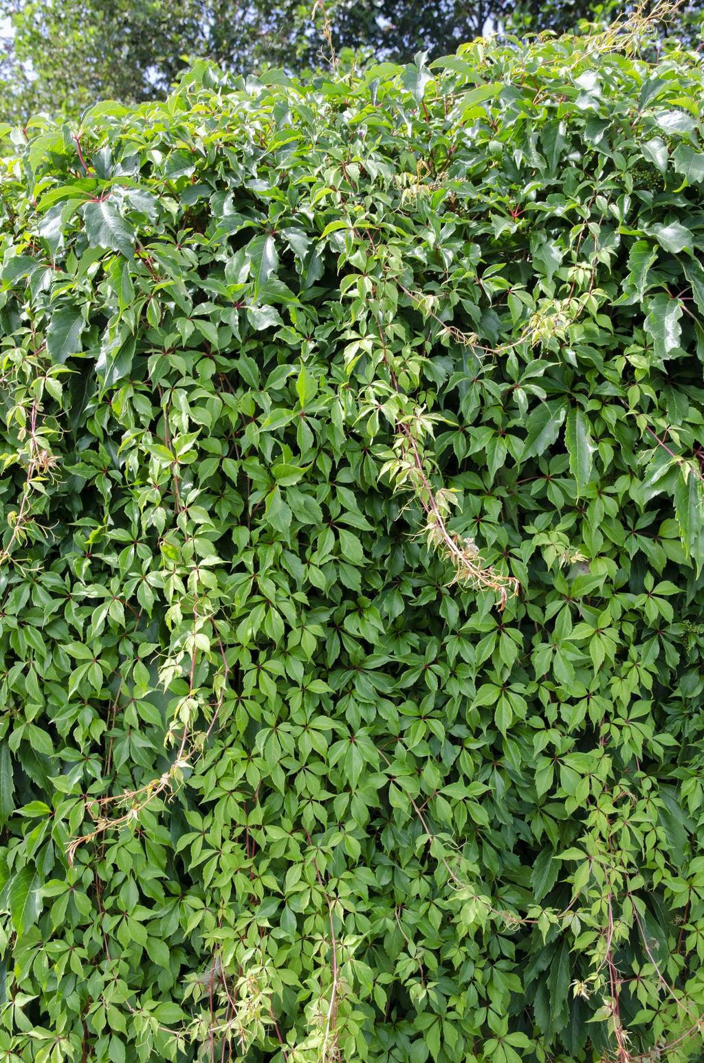 Parthenocissus q. (wild grape) – Ø15 cm, 65 cm high – photo 2