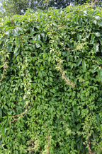 Parthenocissus q. (wild grape) – Ø15 cm, 65 cm high