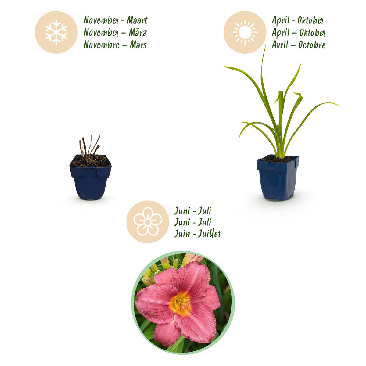Hemerocallis 'Summer Wine' (daglelie) – paars – 12 planten, Ø11 cm, 15–25 cm hoog