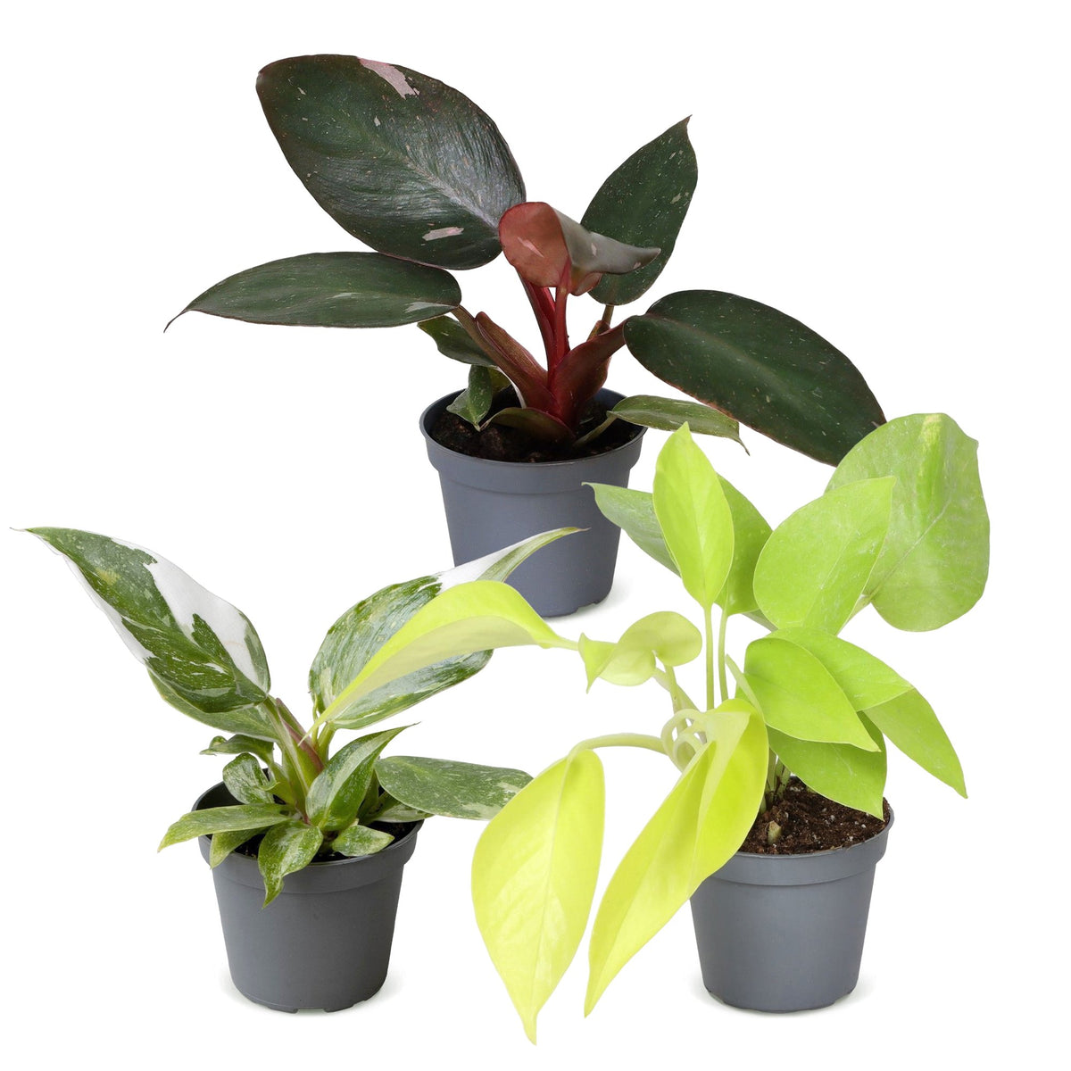 3× Baby Philodendron Tricolour – Ø6 cm, 10–15 cm høj