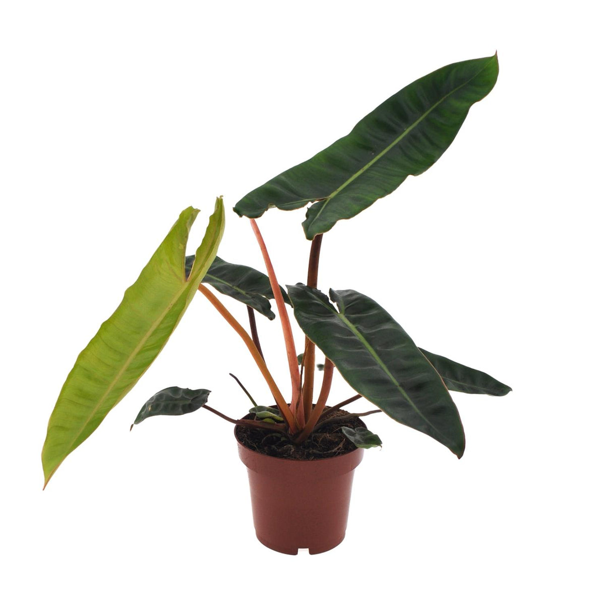 Philodendron Billietiae – Ø12 cm, 25 cm hoog