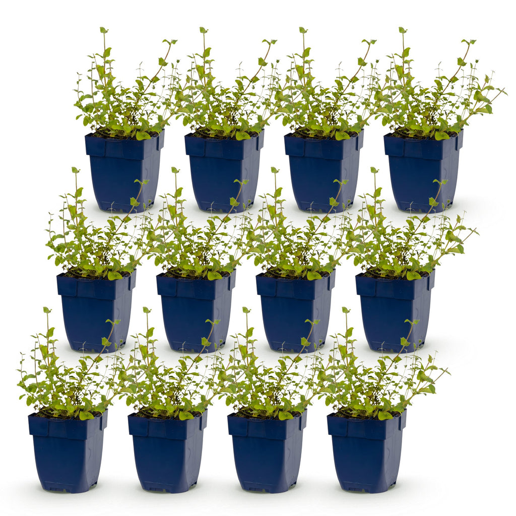 Nepeta rac. 'Grog' (Katzenminze) – blau – 12 Pflanzen, Ø 11 cm, 15–25 cm hoch – Bild 2