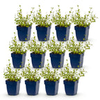 Nepeta rac. 'Grog' (Katzenminze) – blau – 12 Pflanzen, Ø 11 cm, 15–25 cm hoch
