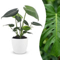 Monstera deliciosa (plante percée) dans pot décoratif Potter blanc – Ø12 cm, 30 cm de haut