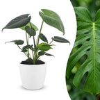 Monstera deliciosa (plante percée) dans pot décoratif Potter blanc – Ø12 cm, 30 cm de haut