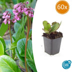 Bergenia cordifolia 'Herbstblüte' (cockscomb) – 60 plants, Ø9 cm, 10–25 cm high