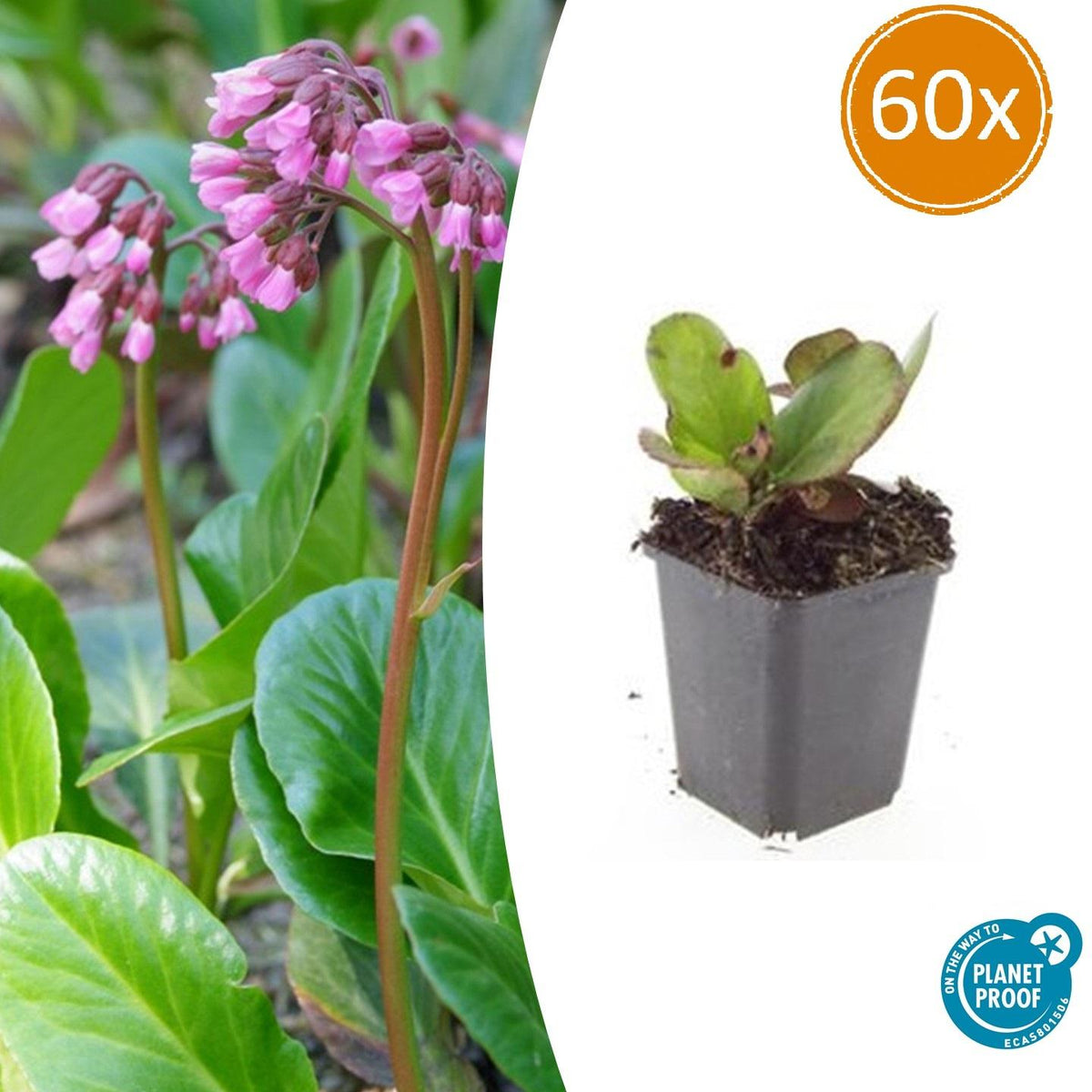 Bergenia cordifolia 'Herbstblüte' (schoenlappersplant) – 60 planten, Ø9 cm, 10–25 cm hoog