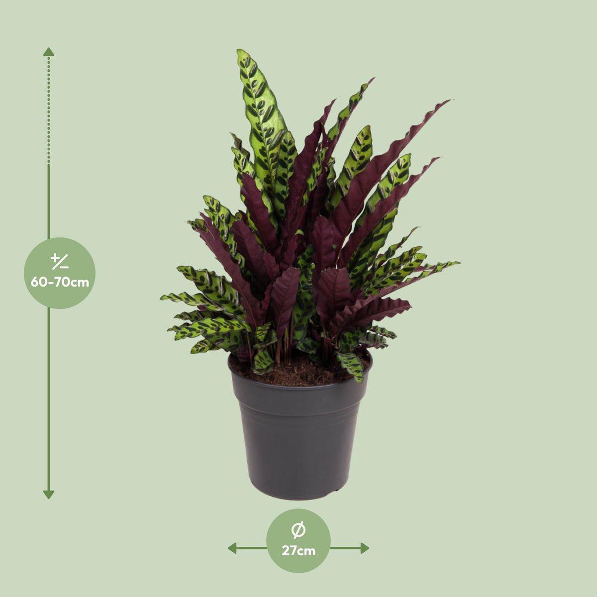 Calathea Lancifolia – Ø 27 cm, 70 cm hoch