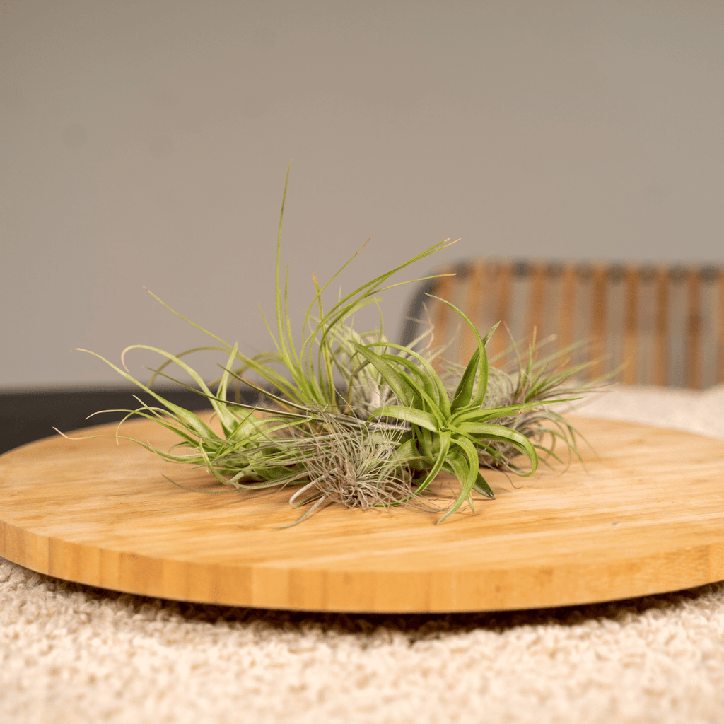 10× Tillandsia Air mix (luchtplantje) – Ø6 cm, 6 cm hoog