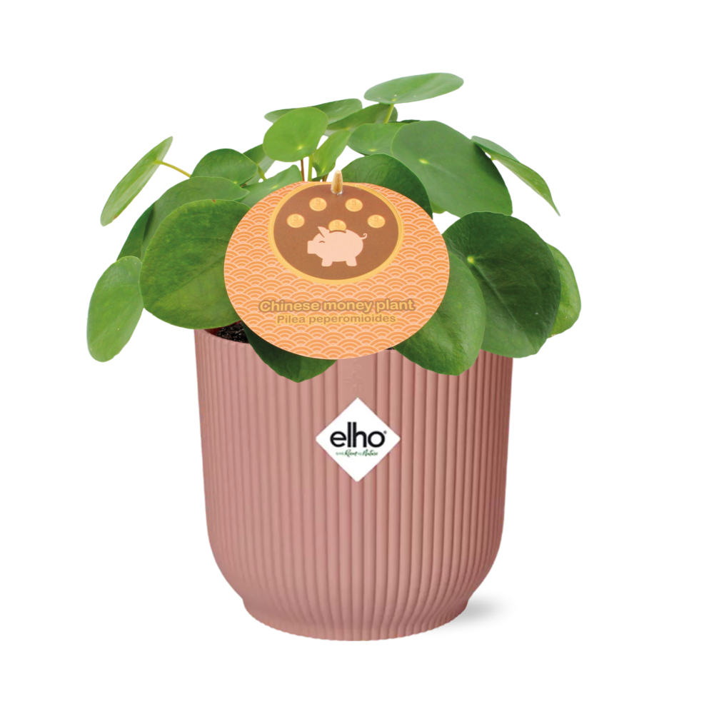 Pilea peperomioides 12cm in ELHO Vibes Fold 14cm pink (Chinese money plant) – 20 cm high
