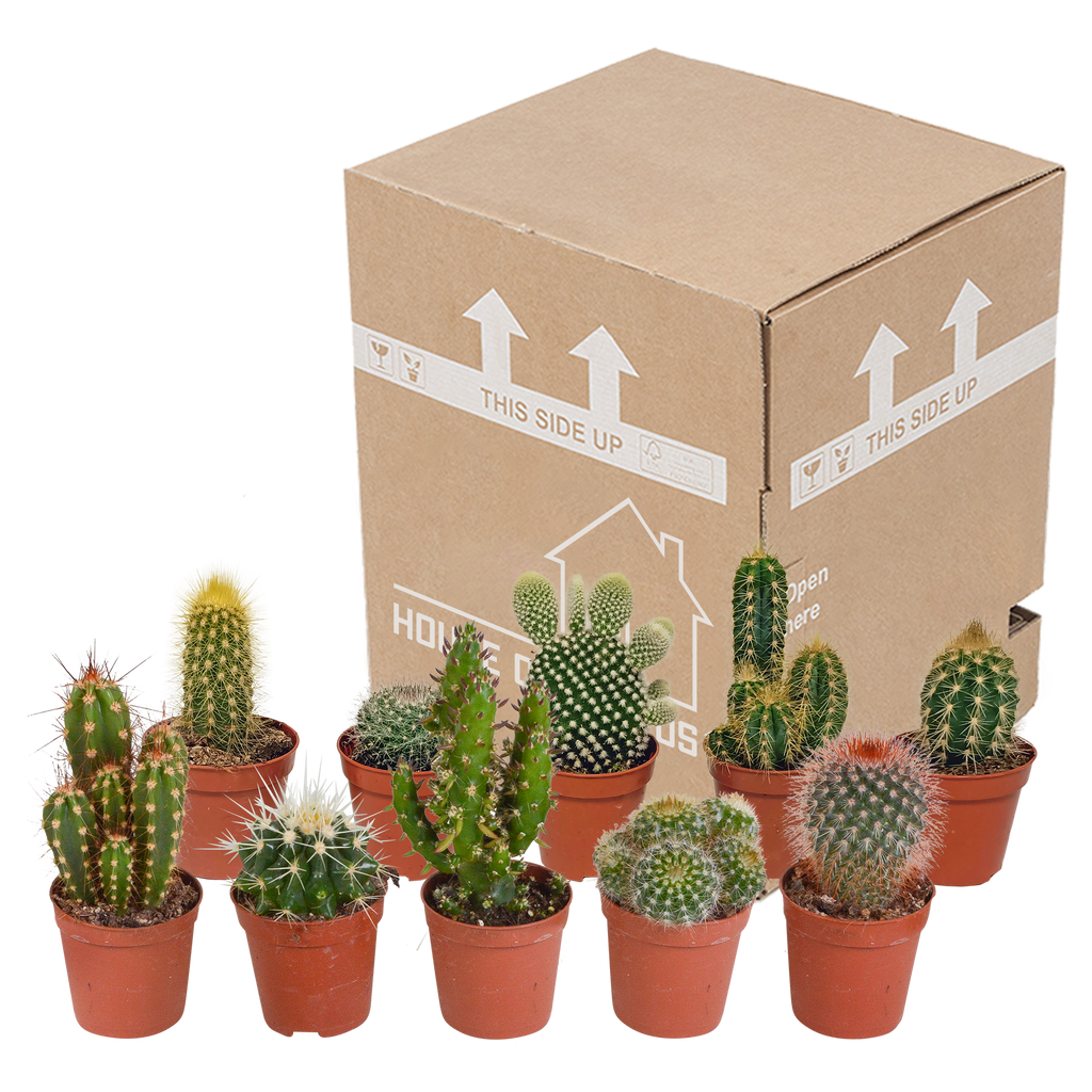 Kaktusmix (Cactaceae) uden urtepotte – Ø6 cm, 13 cm høj