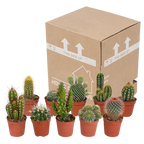 Kaktusmix (Cactaceae) uden urtepotte – Ø6 cm, 13 cm høj