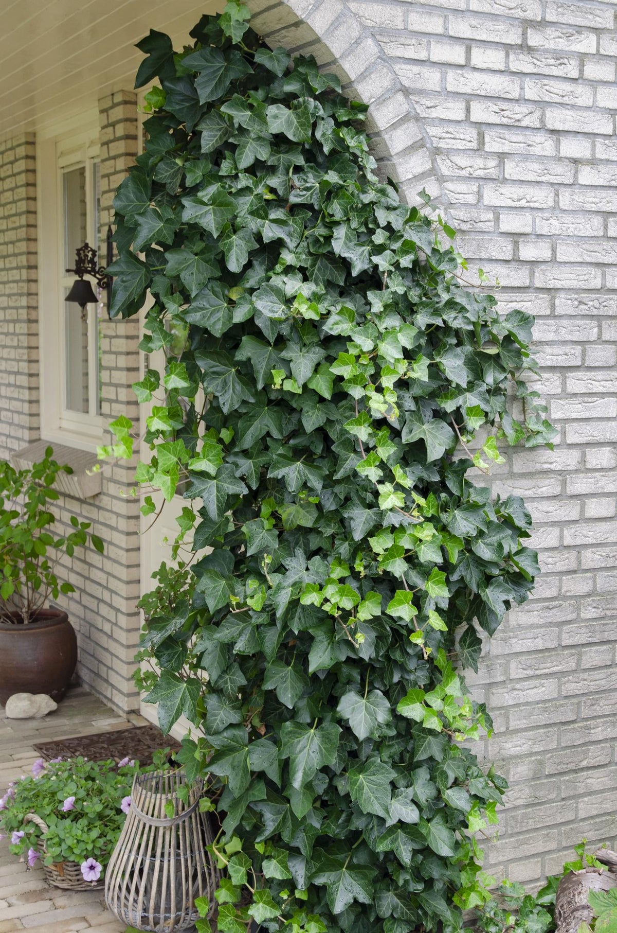 Hedera helix (klimop) – Ø15 cm, 65 cm hoog – foto 2