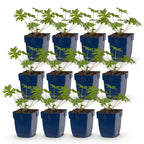 Géranium ‘Johnson’s Blue’ (griffe d’ours) – bleu – 12 plants, Ø 11 cm, 15–25 cm de haut