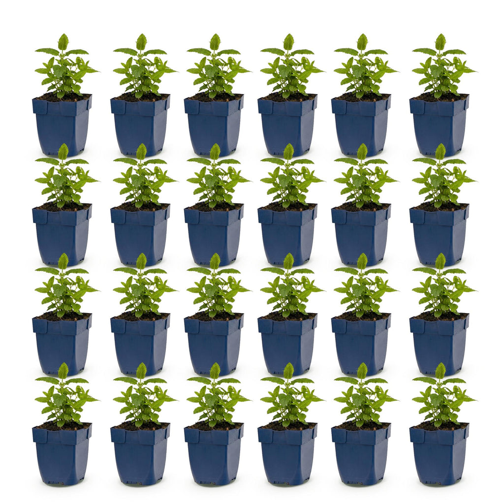 Nepeta nerv. 'Neptune' (menthe-des-chats) – violet – 24 plantes, Ø11 cm, 15–25 cm de haut – photo 2