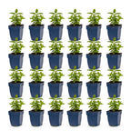 Nepeta nerv. 'Neptune' (menthe-des-chats) – violet – 24 plantes, Ø11 cm, 15–25 cm de haut