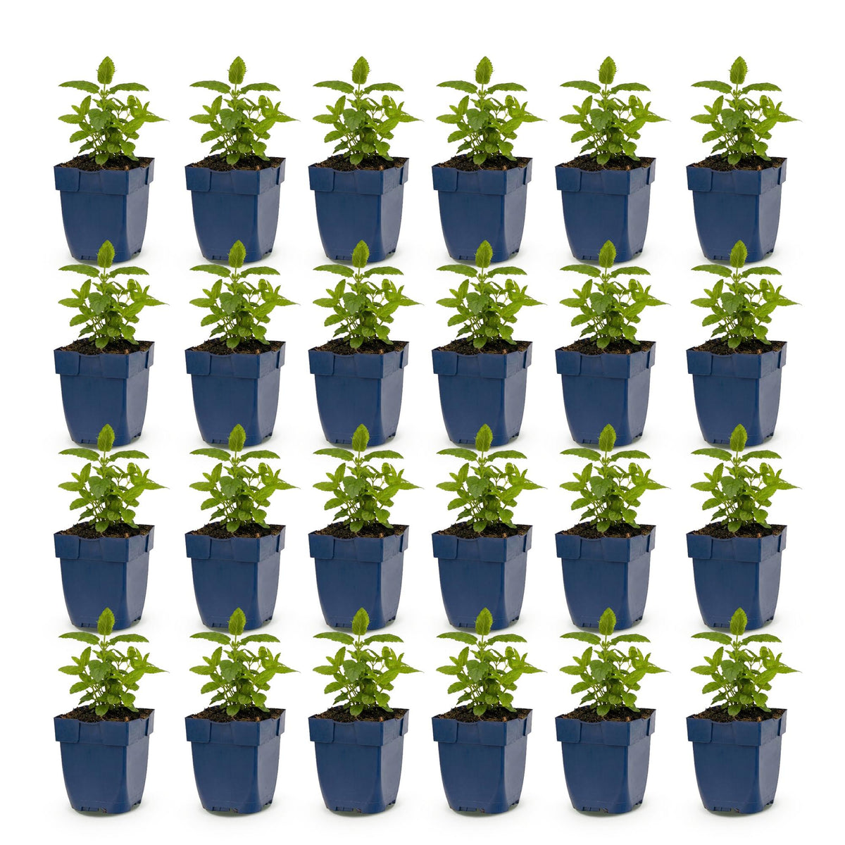 Nepeta nerv. 'Neptune' (menthe-des-chats) – violet – 24 plantes, Ø11 cm, 15–25 cm de haut – photo 2