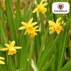 Narcis 'Tête-à-Tête' – 25 blomsterløg