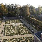 Buxus – 7 Pflanzen, Ø 11 cm, 25–30 cm hoch