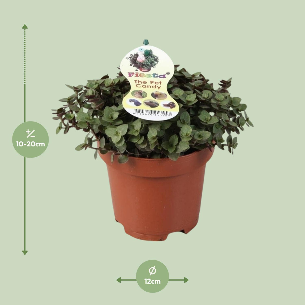 Callisia Repens – Ø12 cm, 17 cm hög