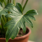 Philodendron Xanadu – Ø19 cm, 60 cm høj