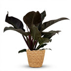 Philodendron Imperial Red med kurv – Ø19 cm, 60 cm høj