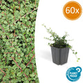 Cotoneaster pr. 'Queen Of Carpets' (dwarf cotoneaster) – 60 plants, Ø9 cm, 10–25 cm high