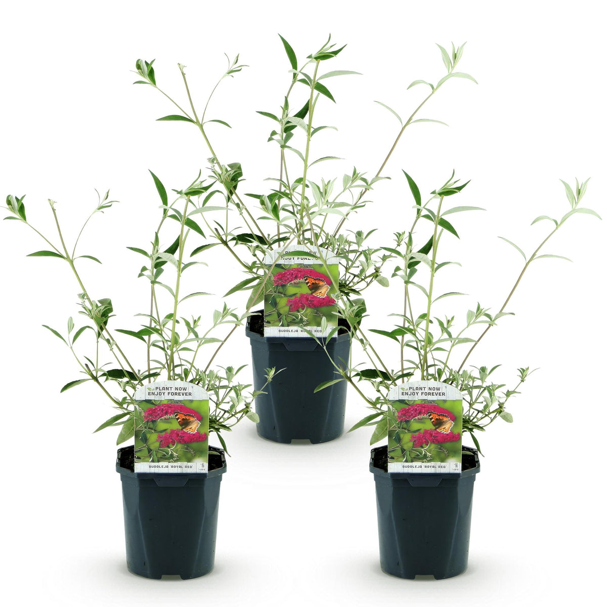 Buddleja davidii 'Royal Red' (vlinderstruik) – rood – 3 planten, Ø17 cm, 45 cm hoog