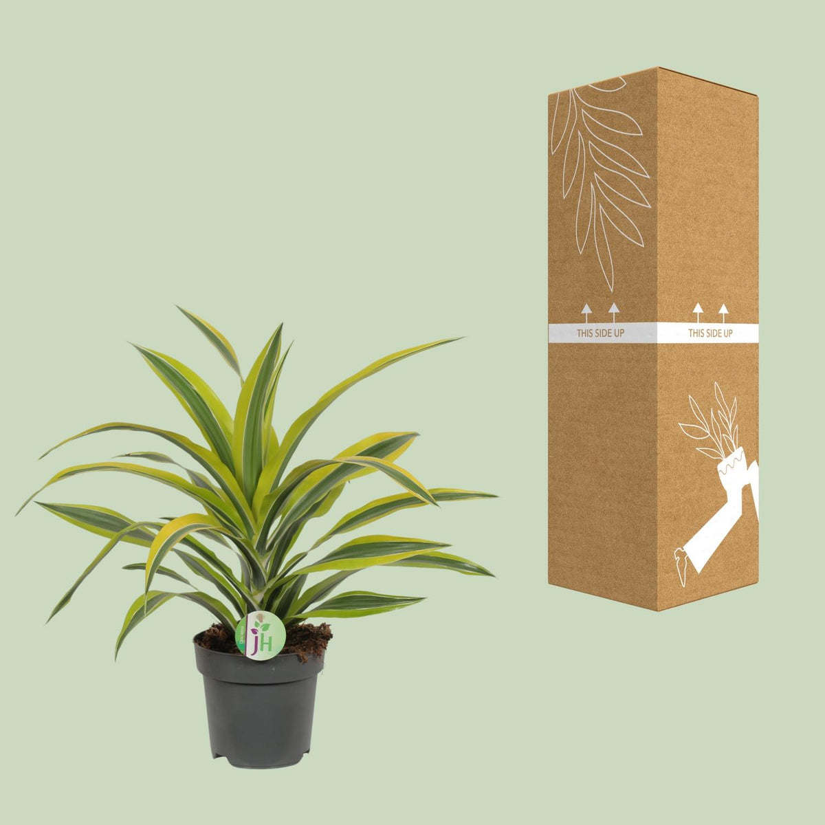 Dracaena fragrans Lemon Lime (Drachenbaum) – Ø 17 cm, 40 cm hoch