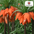 Kejserkrone 'Rubra' rødorange – 5 blomsterløg