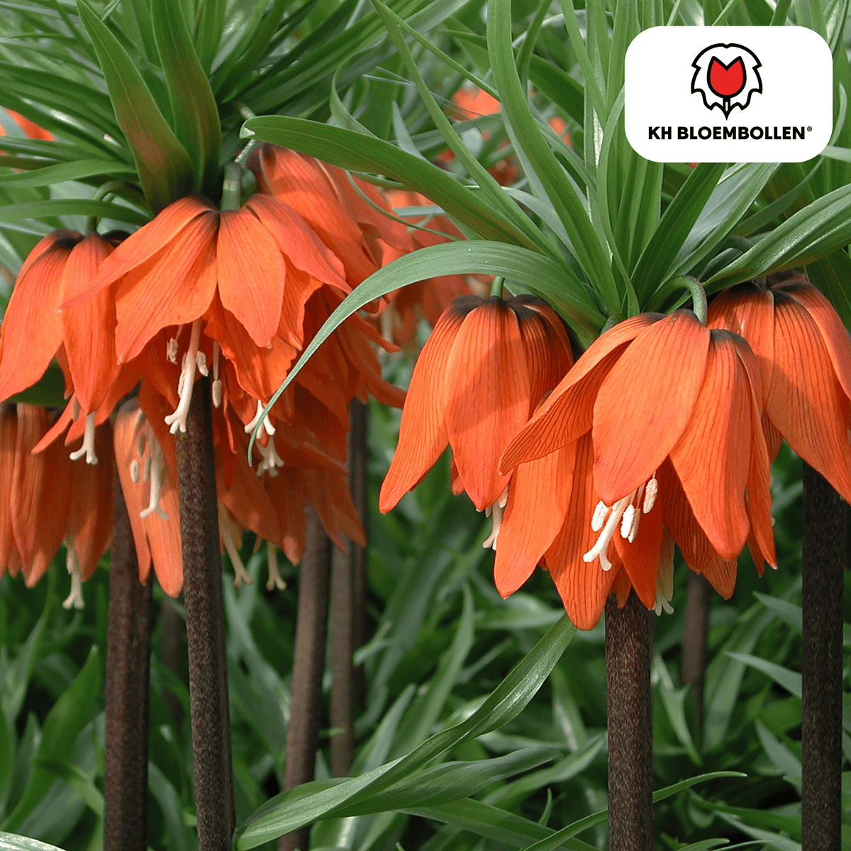 Couronne impériale 'Rubra' rouge-orange – 5 bulbes