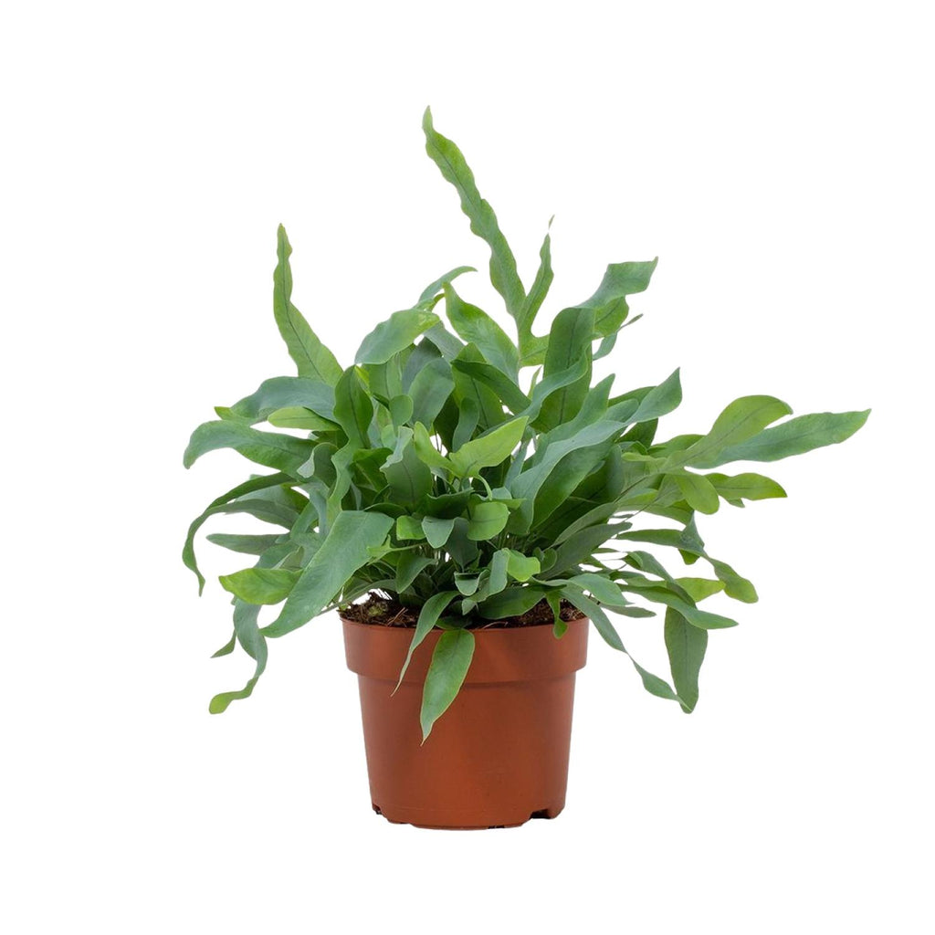 Phlebodium Blue Star (Blaufarn) – Ø 12 cm, 32 cm hoch